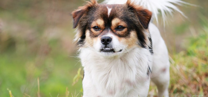 Os cães podem viver sem dentes?