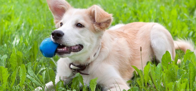 Kan hundar leva utan tänder?