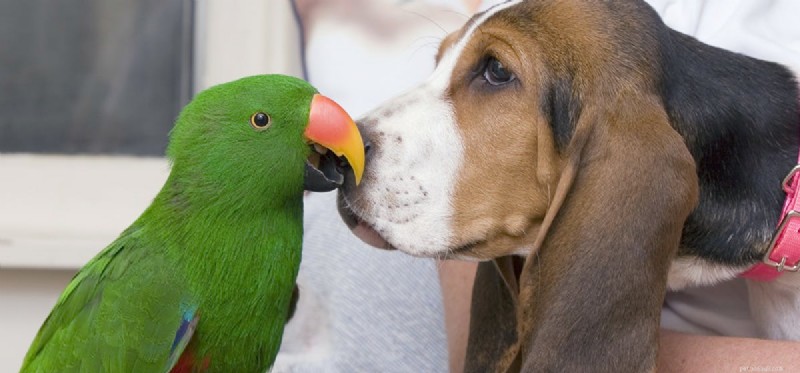 Můžou psi žít s papoušky?