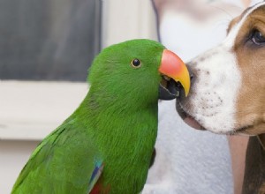 Могут ли собаки жить с попугаями?