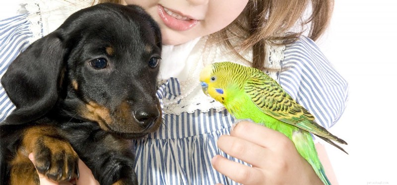 Kan hundar leva med papegojor?