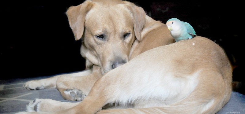 Могут ли собаки жить с попугаями?