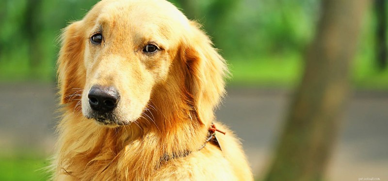 Kunnen honden met pauw samenleven?
