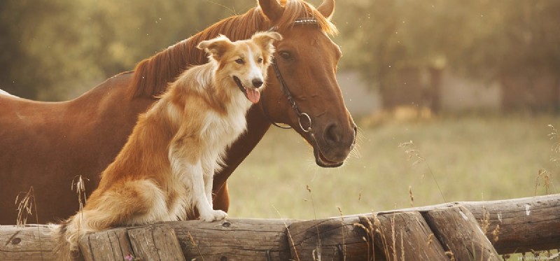 Les chiens peuvent-ils vivre avec des poneys ?