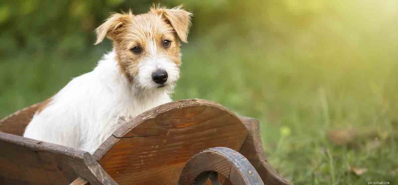 I cani possono convivere con le convulsioni?