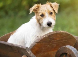 Могут ли собаки жить с судорогами?