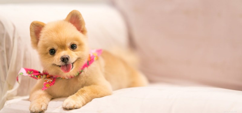 Могут ли собаки жить с судорогами?