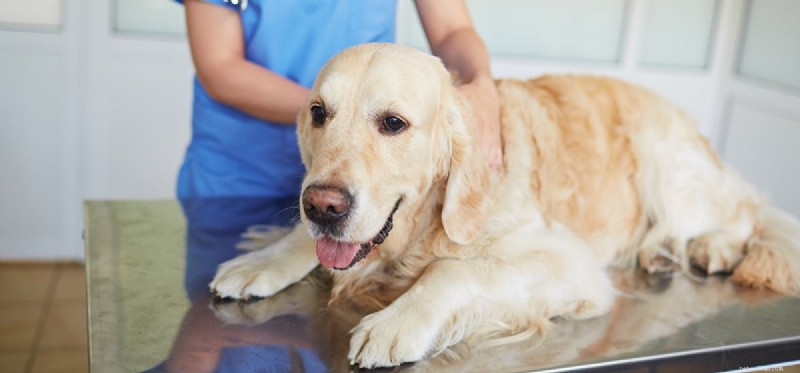 Mohou psi žít se syringomyelií?