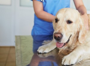 Могут ли собаки жить с сирингомиелией?