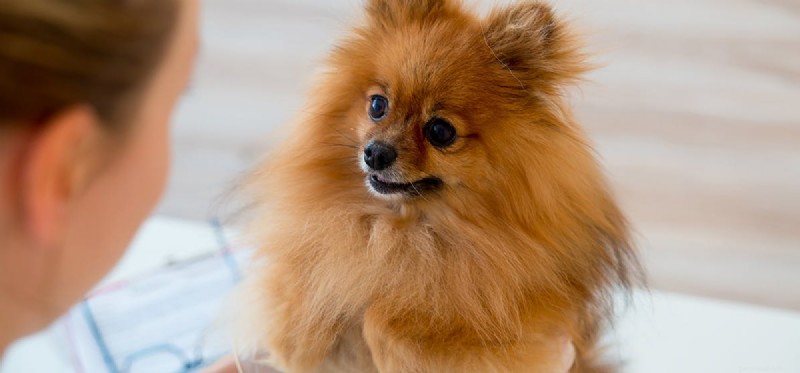 Kunnen honden leven met syringomyelie?