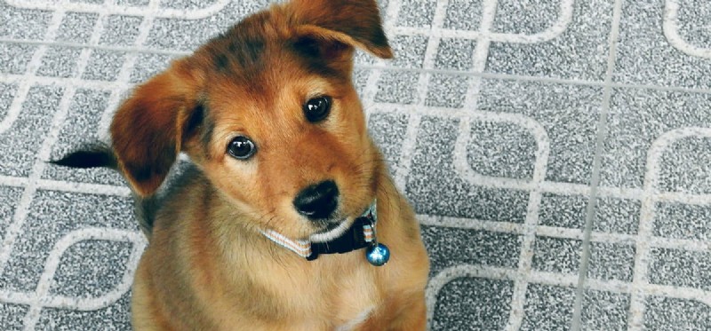 Os cães podem viver com siringomielia?