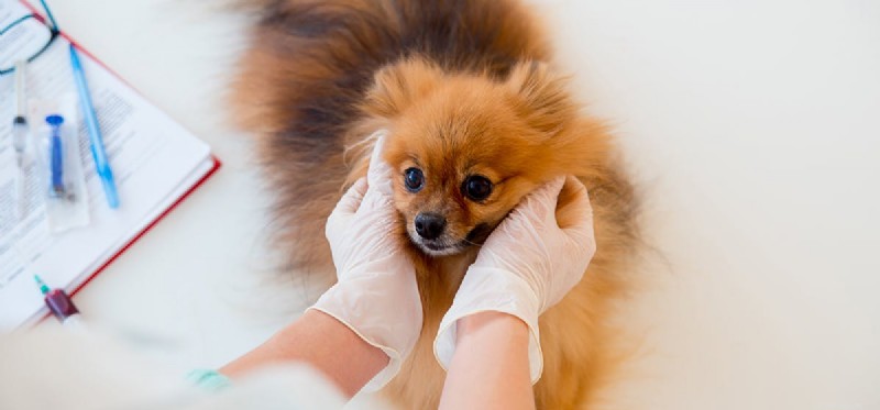 Kunnen honden leven met syringomyelie?
