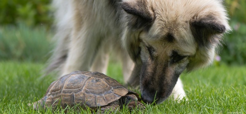 Kunnen honden met schildpadden leven?
