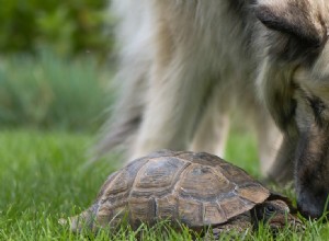 Могут ли собаки жить с черепахами?