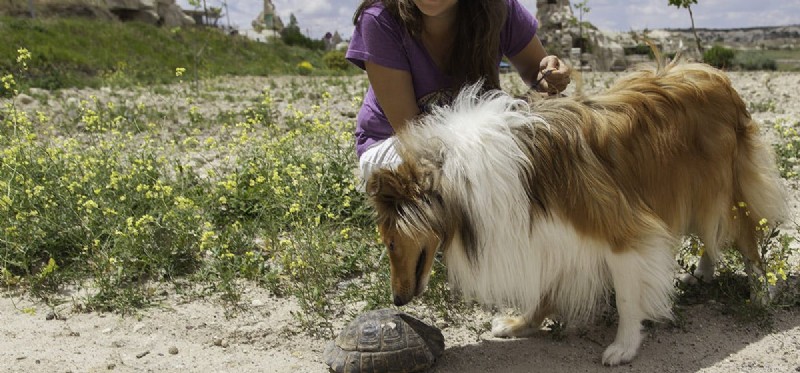 Kunnen honden met schildpadden leven?