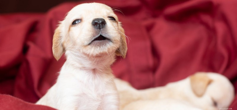 Kan hundar tappa rösten?