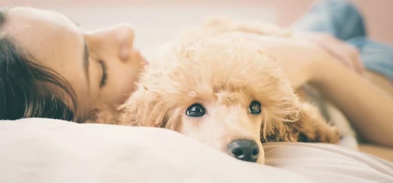 Os cães podem deixar você doente?