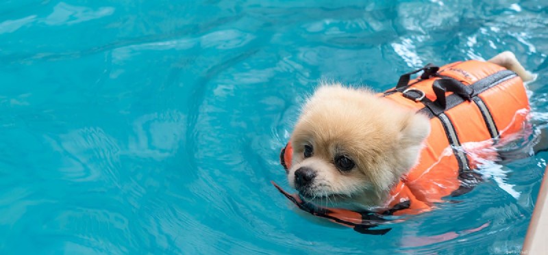 개는 자연스럽게 수영할 수 있습니까?