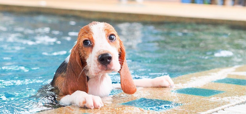 Kan hundar simma naturligt?