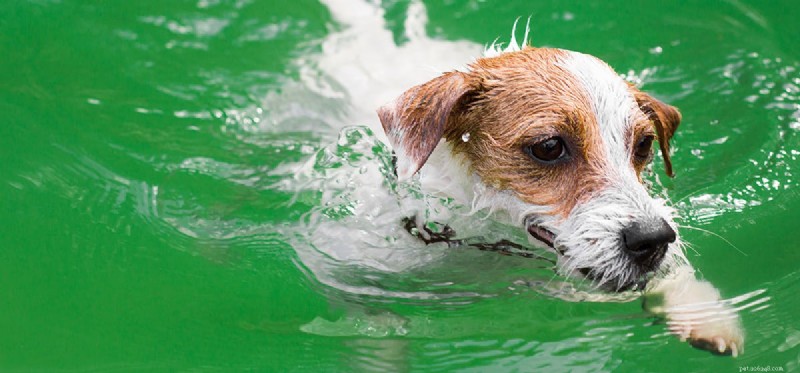 Os cães podem nadar naturalmente?
