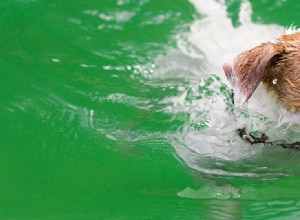 犬は自然に泳げますか?