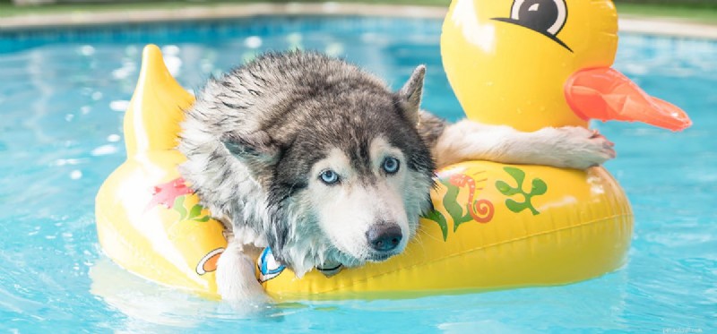 개는 자연스럽게 수영할 수 있습니까?