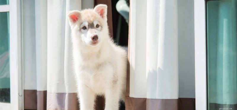 Os cães podem abrir as portas?