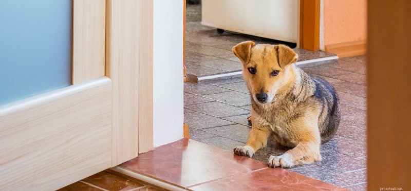 Os cães podem abrir as portas?