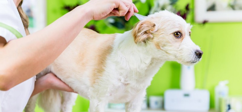 Os cães podem ter overdose de medicamentos para pulgas?