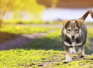 犬は地震を予知できるか?