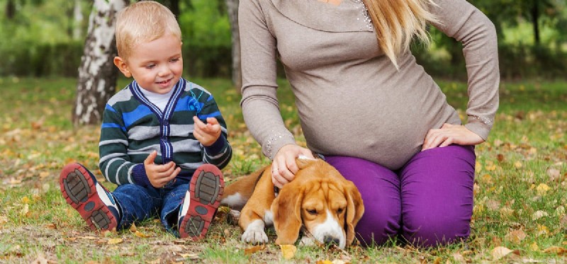 Os cães podem prever a gravidez?