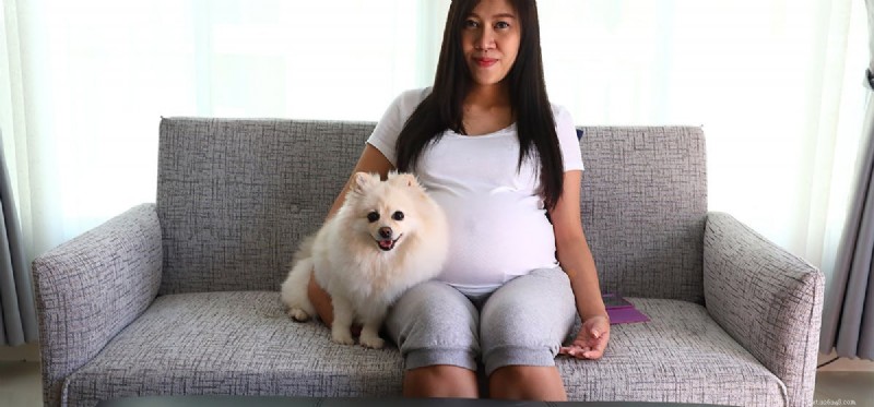 Kan hundar förutsäga graviditet?