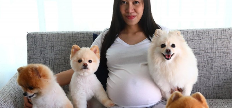 Os cães podem prever a gravidez?
