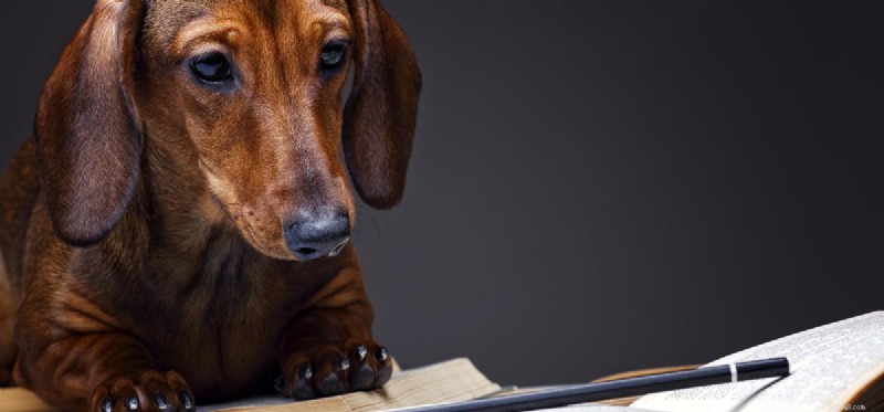 Les chiens savent-ils lire ?