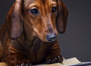 개가 읽을 수 있습니까?