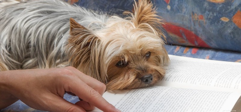 Могут ли собаки читать?