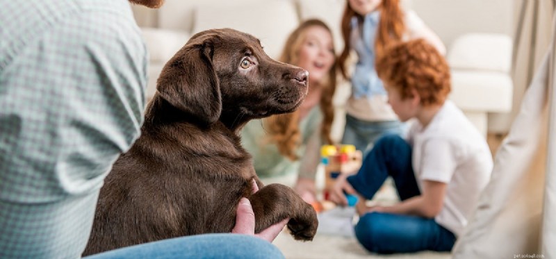 I cani possono riconoscere i membri della famiglia umana?