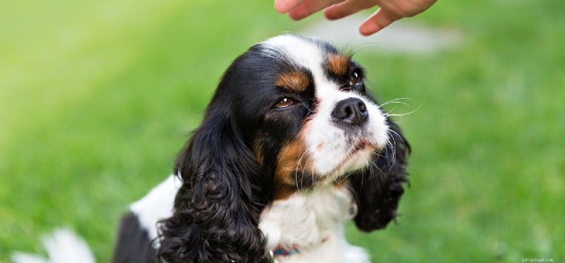 Могут ли собаки узнавать своих владельцев?