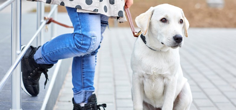 Mohou psi rozpoznat své majitele?