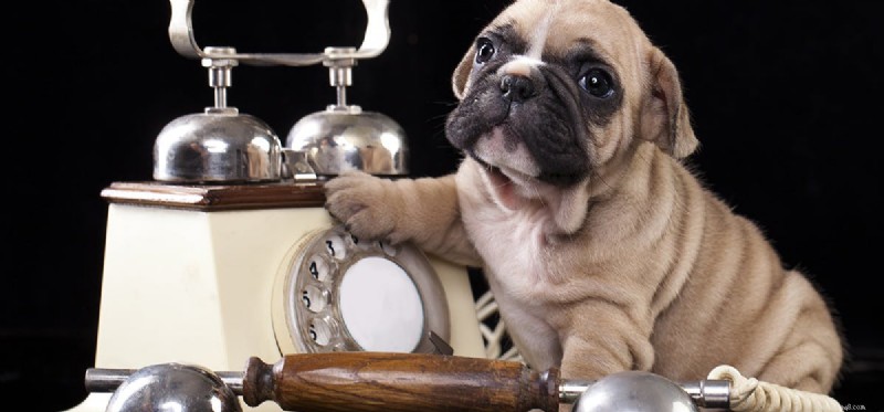 Kan hundar känna igen röst via telefon?