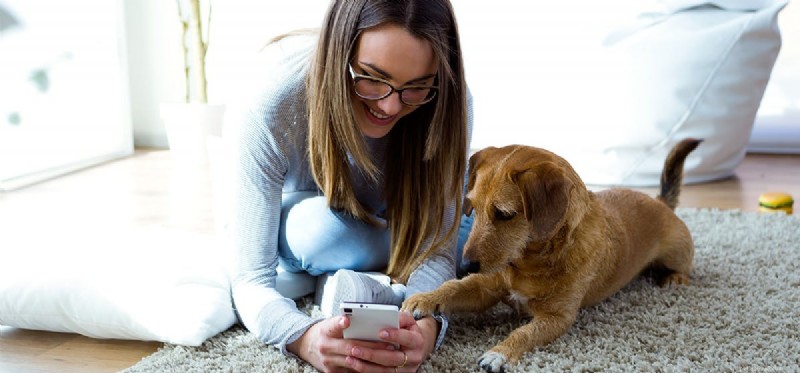 Os cães podem reconhecer a voz pelo telefone?