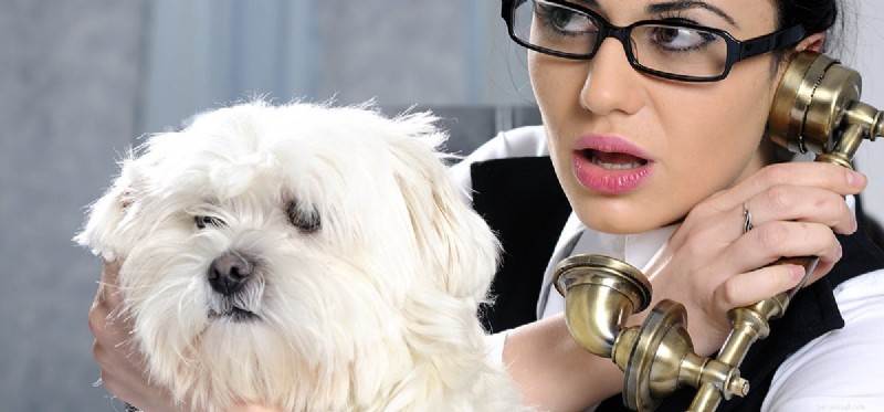 개가 전화 통화를 인식할 수 있습니까?