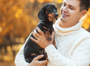 Mohou se psi zotavit z lymské boreliózy?