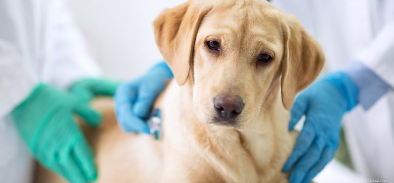 Os cães podem se recuperar da doença de Lyme?