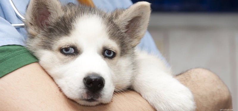 Os cães podem se recuperar da doença de Lyme?