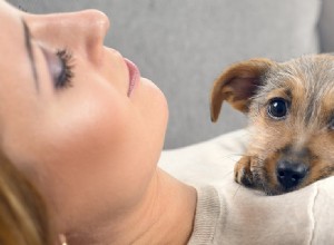 Mohou si psi pamatovat lidi ze své minulosti?