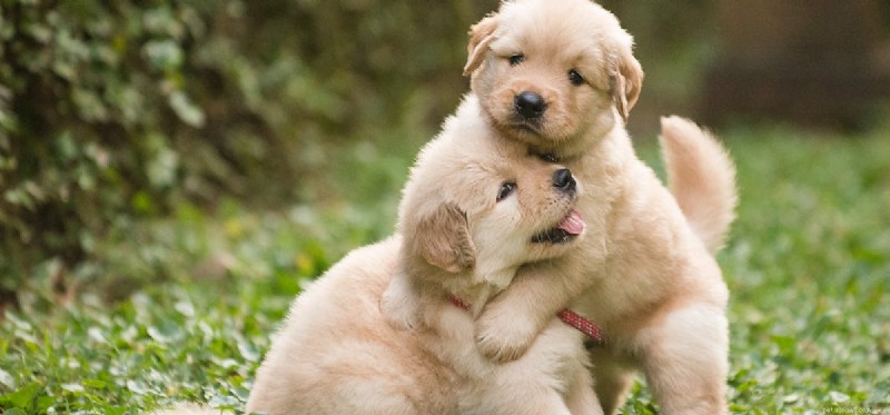 Mohou si psi pamatovat sourozence?