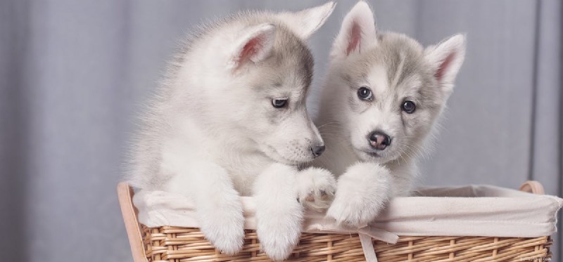 Les chiens peuvent-ils se souvenir de leurs frères et sœurs ?