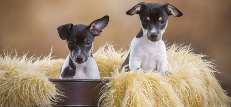Mohou si psi pamatovat své sourozence?
