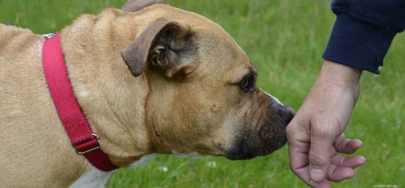 Kan hundar komma ihåg din doft